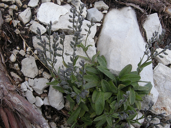 Da deteminare: Myosotis?